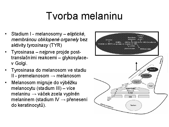 Tvorba melaninu • Stadium I - melanosomy – eliptické, membránou obklopené organely bez aktivity