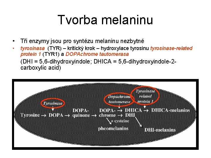 Tvorba melaninu • Tři enzymy jsou pro syntézu melaninu nezbytné • tyrosinasa (TYR) –