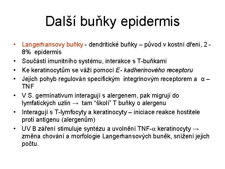 Další buňky epidermis • Langerhansovy buňky - dendritické buňky – původ v kostní dřeni,