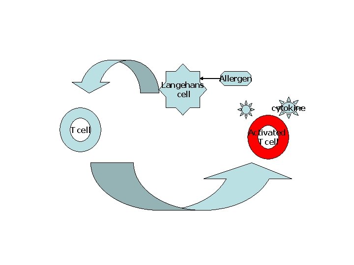 Langehans cell Allergen cytokine T cell Activated T cell 