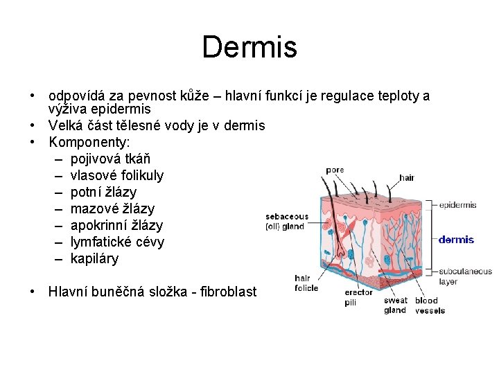 Dermis • odpovídá za pevnost kůže – hlavní funkcí je regulace teploty a výživa