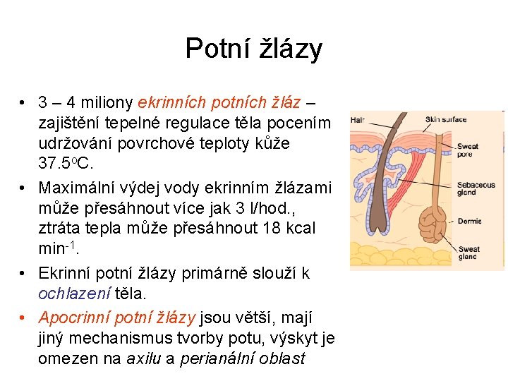 Potní žlázy • 3 – 4 miliony ekrinních potních žláz – zajištění tepelné regulace