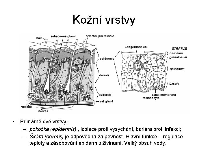 Kožní vrstvy • Primárně dvě vrstvy: – pokožka (epidermis) , izolace proti vysychání, bariéra