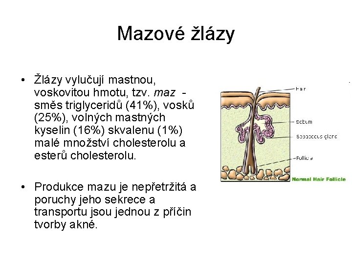 Mazové žlázy • Žlázy vylučují mastnou, voskovitou hmotu, tzv. maz směs triglyceridů (41%), vosků