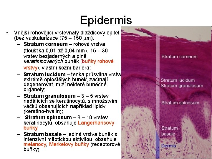 Epidermis • Vnější rohovějící vrstevnatý dlaždicový epitel (bez vaskularizace (75 – 150 mm), –