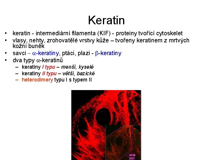 Keratin • keratin - intermediární filamenta (KIF) - proteiny tvořící cytoskelet • vlasy, nehty,