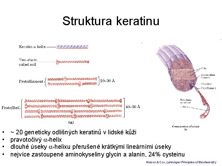 Struktura keratinu • • ~ 20 geneticky odlišných keratinů v lidské kůži pravotočivý -helix