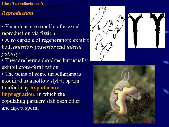 Class Turbellaria con’t Reproduction • Planarians are capable of asexual reproduction via fission • Class Turbellaria con’t Reproduction • Planarians are capable of asexual reproduction via fission •