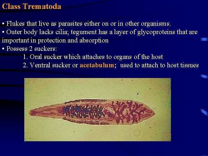 Class Trematoda • Flukes that live as parasites either on or in other organisms. Class Trematoda • Flukes that live as parasites either on or in other organisms.