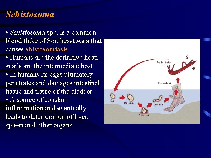 Schistosoma • Schistosoma spp. is a common blood fluke of Southeast Asia that causes Schistosoma • Schistosoma spp. is a common blood fluke of Southeast Asia that causes