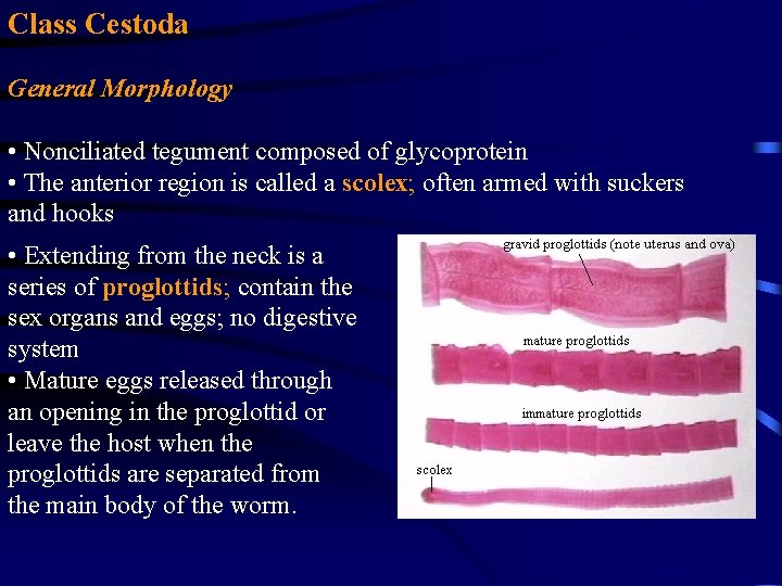 Class Cestoda General Morphology • Nonciliated tegument composed of glycoprotein • The anterior region Class Cestoda General Morphology • Nonciliated tegument composed of glycoprotein • The anterior region