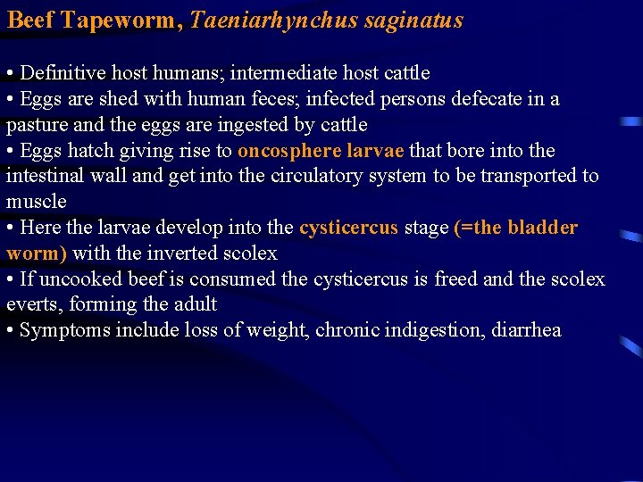 Beef Tapeworm, Taeniarhynchus saginatus • Definitive host humans; intermediate host cattle • Eggs are Beef Tapeworm, Taeniarhynchus saginatus • Definitive host humans; intermediate host cattle • Eggs are