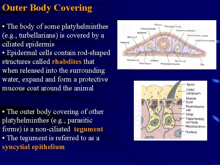 Outer Body Covering • The body of some platyhelminthes (e. g. , turbellarians) is Outer Body Covering • The body of some platyhelminthes (e. g. , turbellarians) is