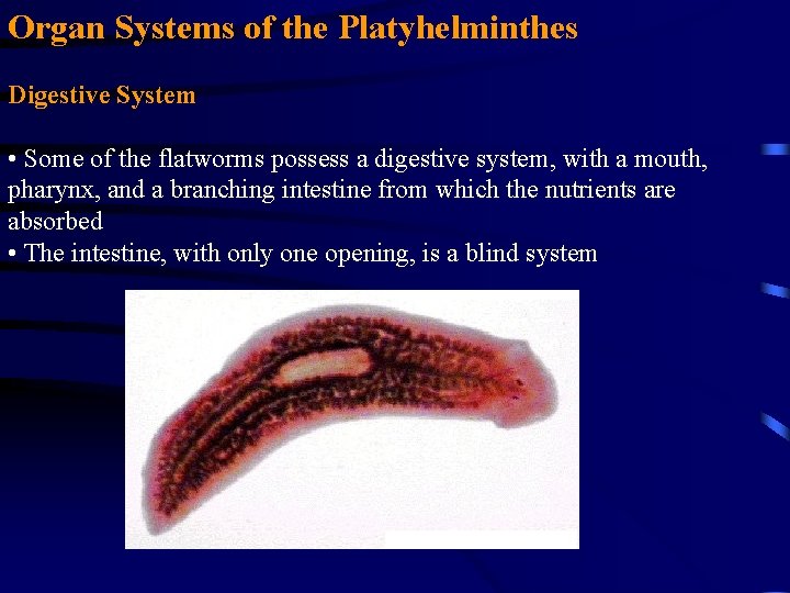 Organ Systems of the Platyhelminthes Digestive System • Some of the flatworms possess a Organ Systems of the Platyhelminthes Digestive System • Some of the flatworms possess a
