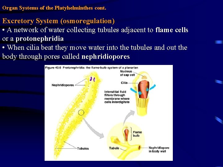 Organ Systems of the Platyhelminthes cont. Excretory System (osmoregulation) • A network of water Organ Systems of the Platyhelminthes cont. Excretory System (osmoregulation) • A network of water