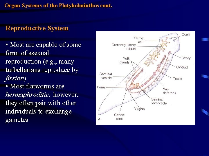 Organ Systems of the Platyhelminthes cont. Reproductive System • Most are capable of some Organ Systems of the Platyhelminthes cont. Reproductive System • Most are capable of some