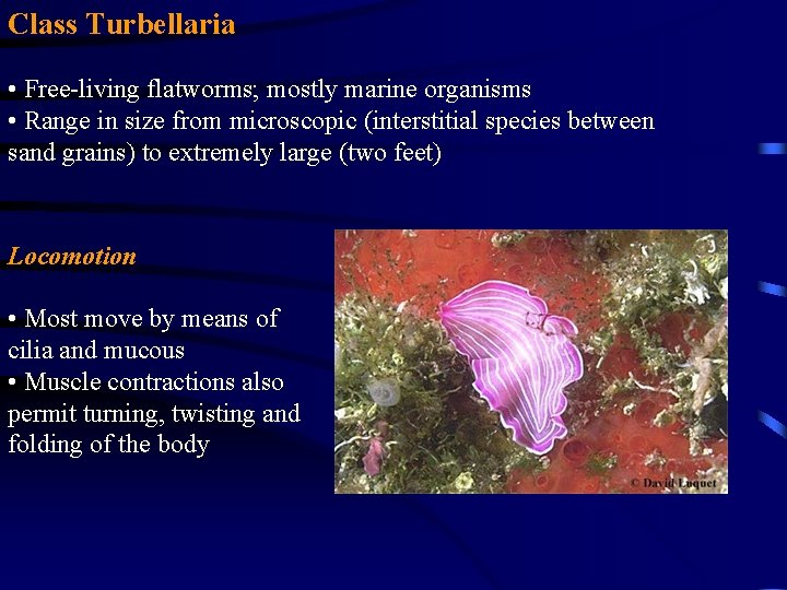 Class Turbellaria • Free-living flatworms; mostly marine organisms • Range in size from microscopic Class Turbellaria • Free-living flatworms; mostly marine organisms • Range in size from microscopic