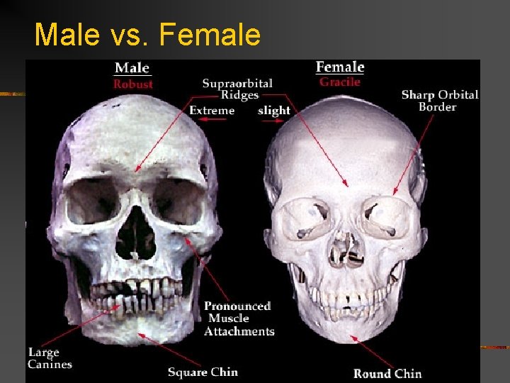 Male vs. Female 