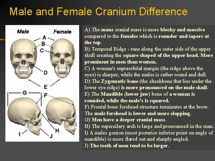 Male and Female Cranium Difference A) The mans cranial mass is more blocky and