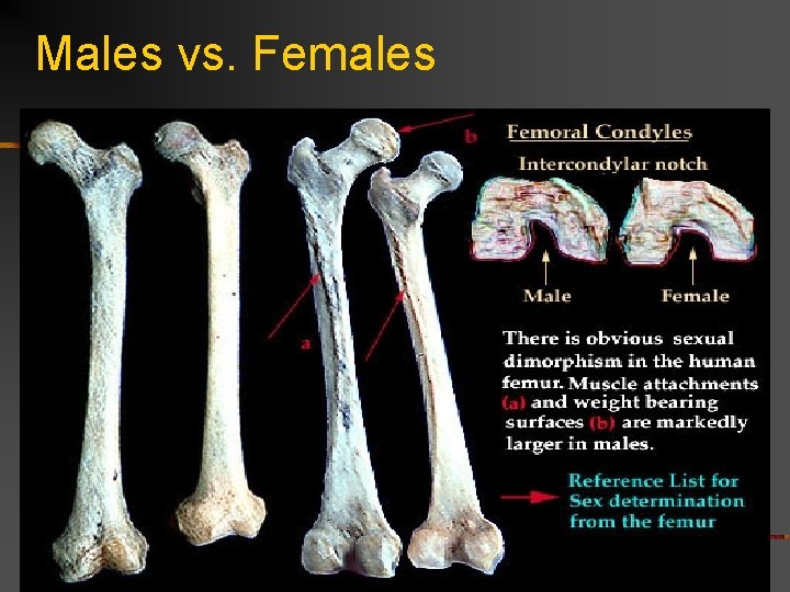 Males vs. Females 
