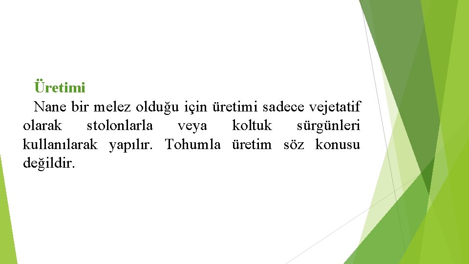 Üretimi Nane bir melez olduğu için üretimi sadece vejetatif olarak stolonlarla veya koltuk sürgünleri