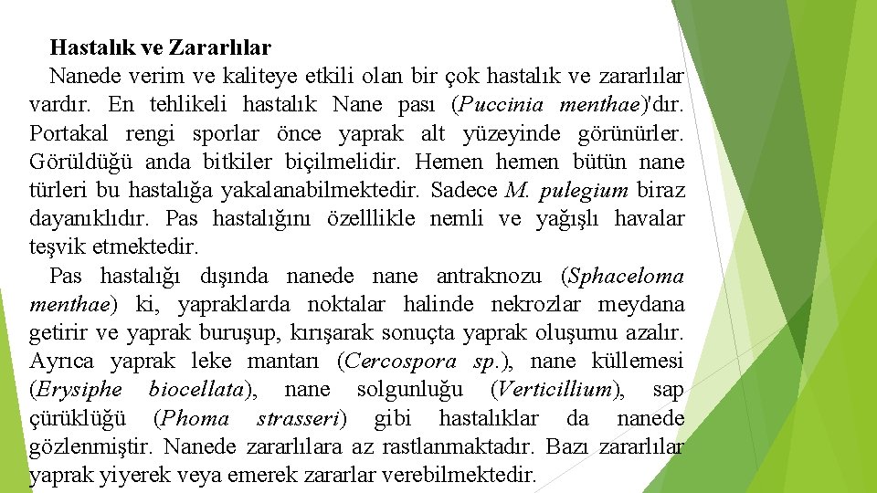 Hastalık ve Zararlılar Nanede verim ve kaliteye etkili olan bir çok hastalık ve zararlılar