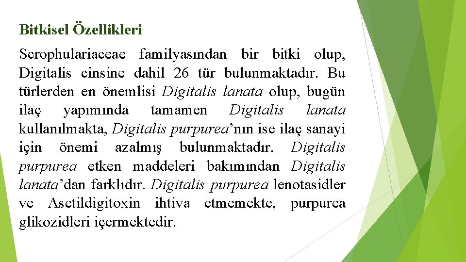 Bitkisel Özellikleri Scrophulariaceae familyasından bir bitki olup, Digitalis cinsine dahil 26 tür bulunmaktadır. Bu