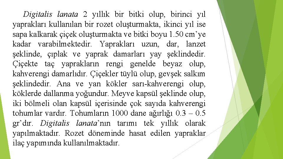 Digitalis lanata 2 yıllık bir bitki olup, birinci yıl yaprakları kullanılan bir rozet oluşturmakta,