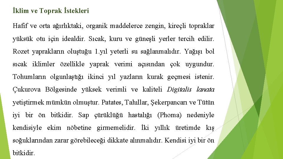 İklim ve Toprak İstekleri Hafif ve orta ağırlıktaki, organik maddelerce zengin, kireçli topraklar yüksük