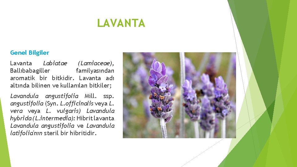 LAVANTA Genel Bilgiler Lavanta Labiatae (Lamiaceae), Ballıbabagiller familyasından aromatik bir bitkidir. Lavanta adı altında