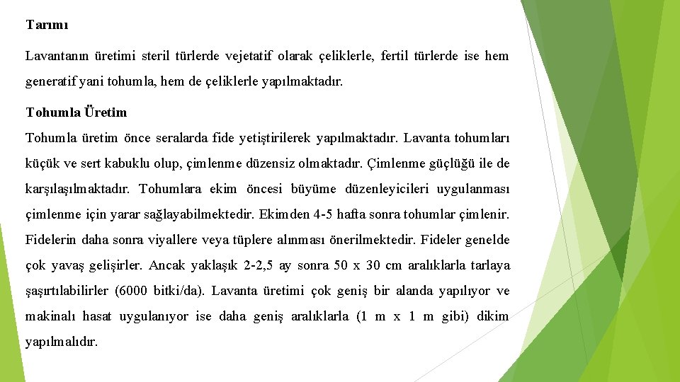 Tarımı Lavantanın üretimi steril türlerde vejetatif olarak çeliklerle, fertil türlerde ise hem generatif yani