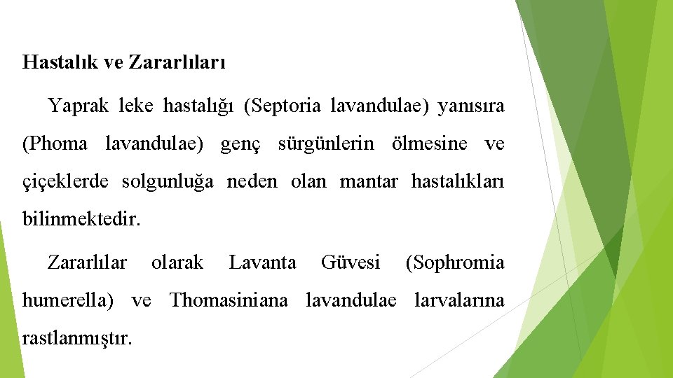 Hastalık ve Zararlıları Yaprak leke hastalığı (Septoria lavandulae) yanısıra (Phoma lavandulae) genç sürgünlerin ölmesine