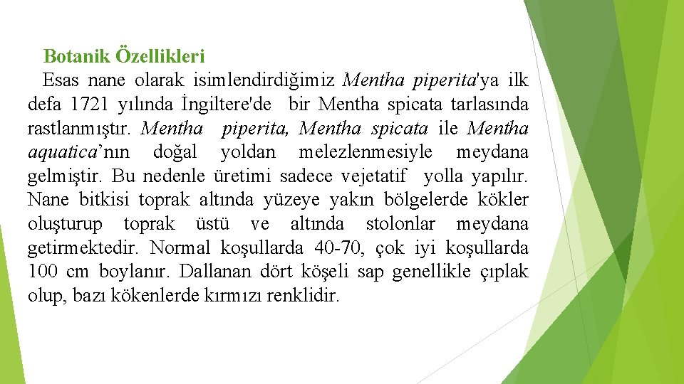 Botanik Özellikleri Esas nane olarak isimlendirdiğimiz Mentha piperita'ya ilk defa 1721 yılında İngiltere'de bir