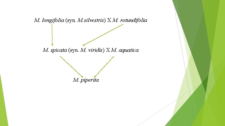 M. longifolia (syn. M. silvestris) X M. rotundifolia M. spicata (syn. M. viridis) X