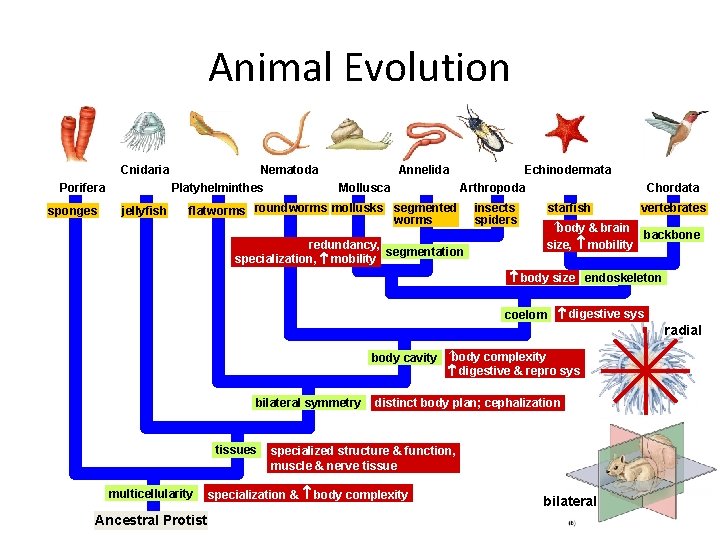 Animal Evolution Cnidaria Porifera sponges jellyfish Nematoda Platyhelminthes Annelida Mollusca Echinodermata Arthropoda flatworms roundworms