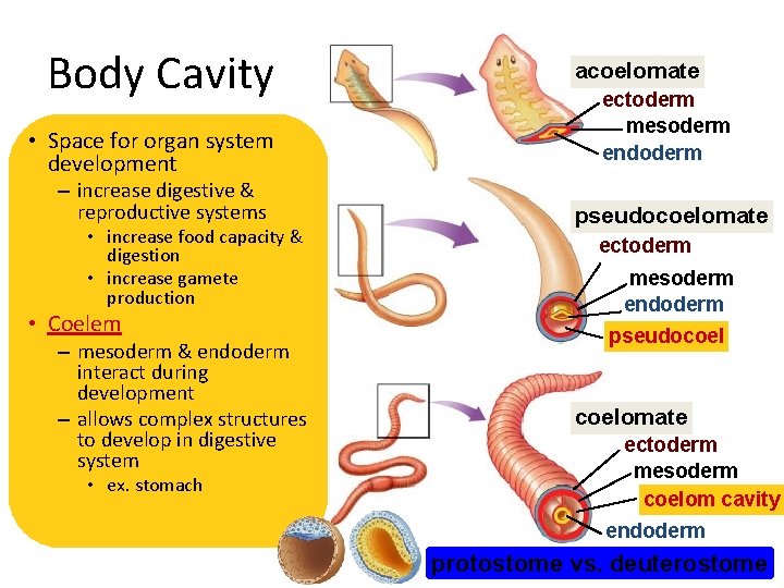 Body Cavity • Space for organ system development – increase digestive & reproductive systems