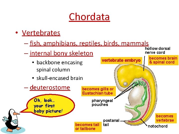 Chordata • Vertebrates – fish, amphibians, reptiles, birds, mammals hollow dorsal nerve cord –