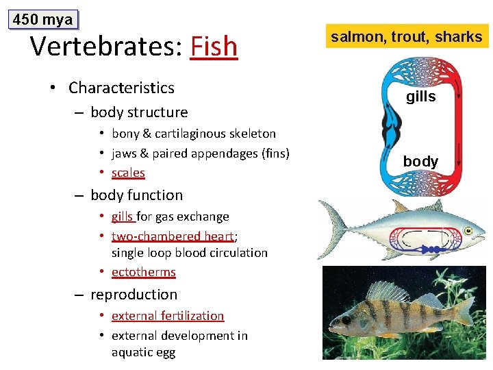 450 mya Vertebrates: Fish • Characteristics – body structure • bony & cartilaginous skeleton