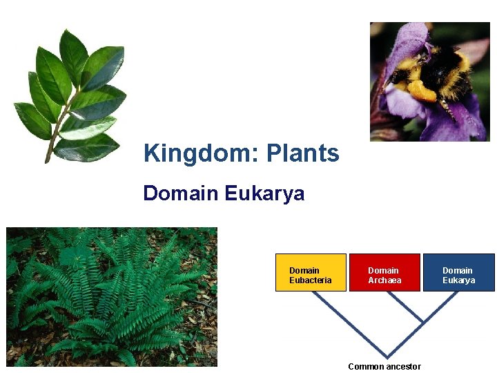 Kingdom: Plants Domain Eukarya Domain Eubacteria Domain Archaea 2007 -2008 Common ancestor Domain Eukarya