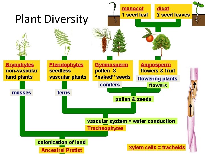 monocot 1 seed leaf Plant Diversity Bryophytes non-vascular land plants Pteridophytes seedless vascular plants