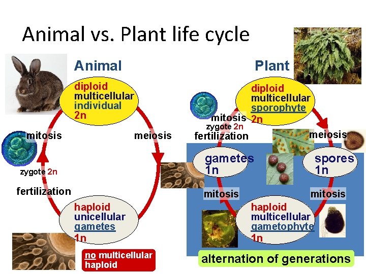 Animal vs. Plant life cycle Animal Plant diploid multicellular individual 2 n mitosis meiosis