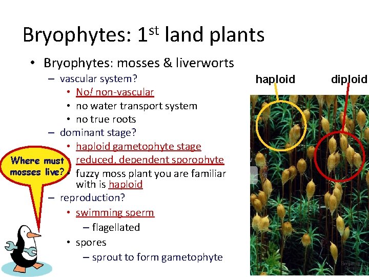 Bryophytes: 1 st land plants • Bryophytes: mosses & liverworts – vascular system? •