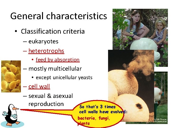 General characteristics • Classification criteria – eukaryotes – heterotrophs • feed by absorption –