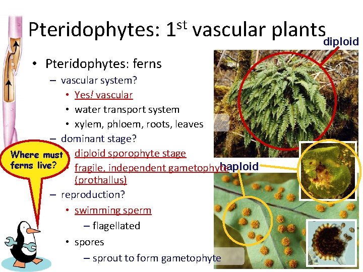 Pteridophytes: 1 st vascular plantsdiploid • Pteridophytes: ferns – vascular system? • Yes! vascular