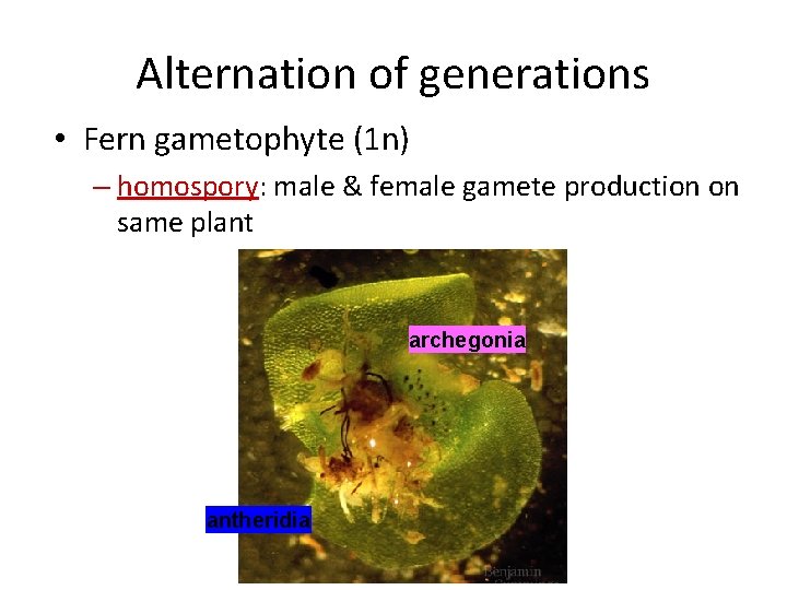 Alternation of generations • Fern gametophyte (1 n) – homospory: male & female gamete