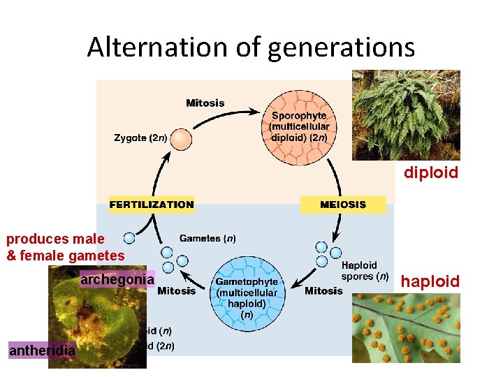 Alternation of generations diploid produces male & female gametes archegonia antheridia haploid 