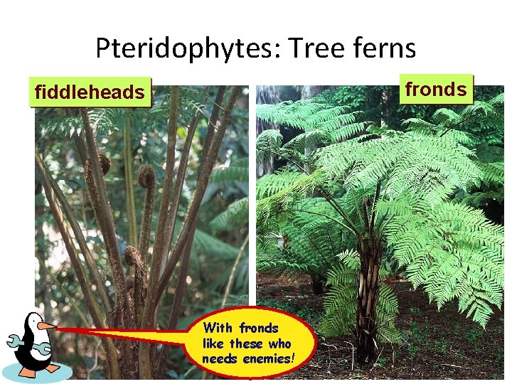 Pteridophytes: Tree ferns fronds fiddleheads With fronds like these who needs enemies! 