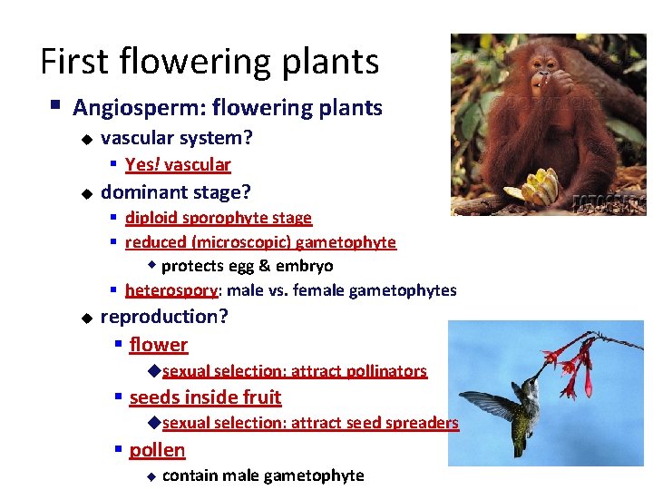 First flowering plants § Angiosperm: flowering plants u vascular system? § Yes! vascular u