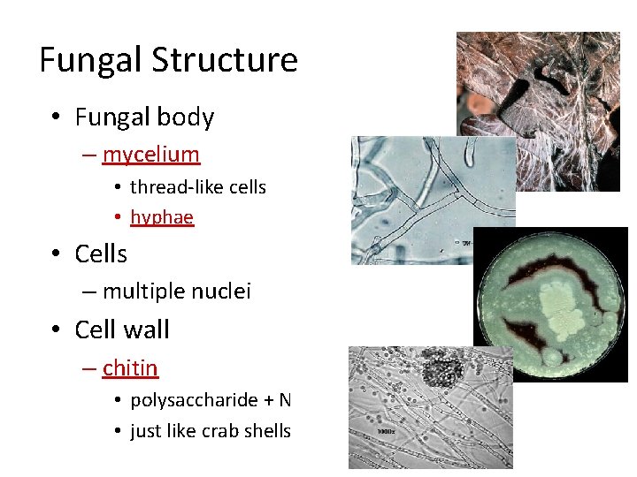 Fungal Structure • Fungal body – mycelium • thread-like cells • hyphae • Cells