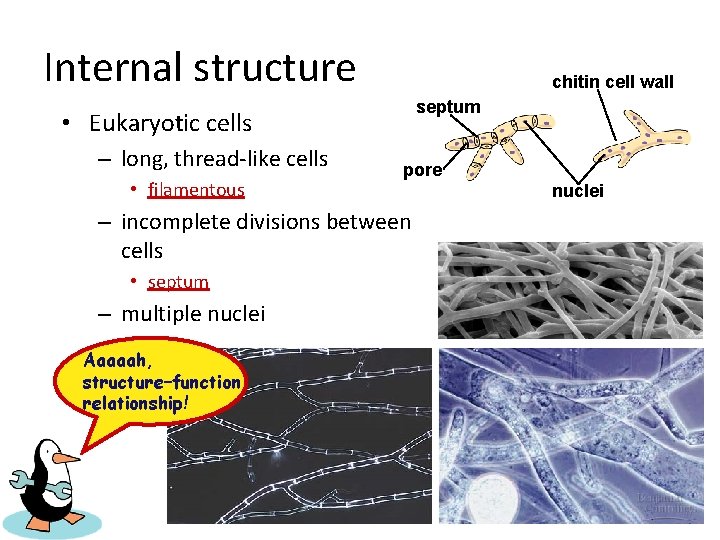 Internal structure chitin cell wall septum • Eukaryotic cells – long, thread-like cells •